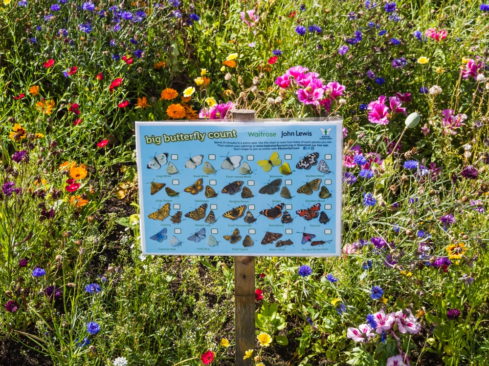 Guide to butterfly types