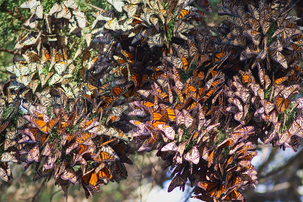 A butterfly colony