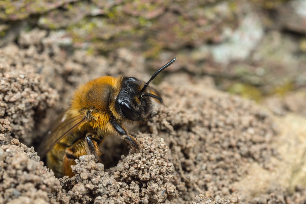 Mining bee digging its hole
