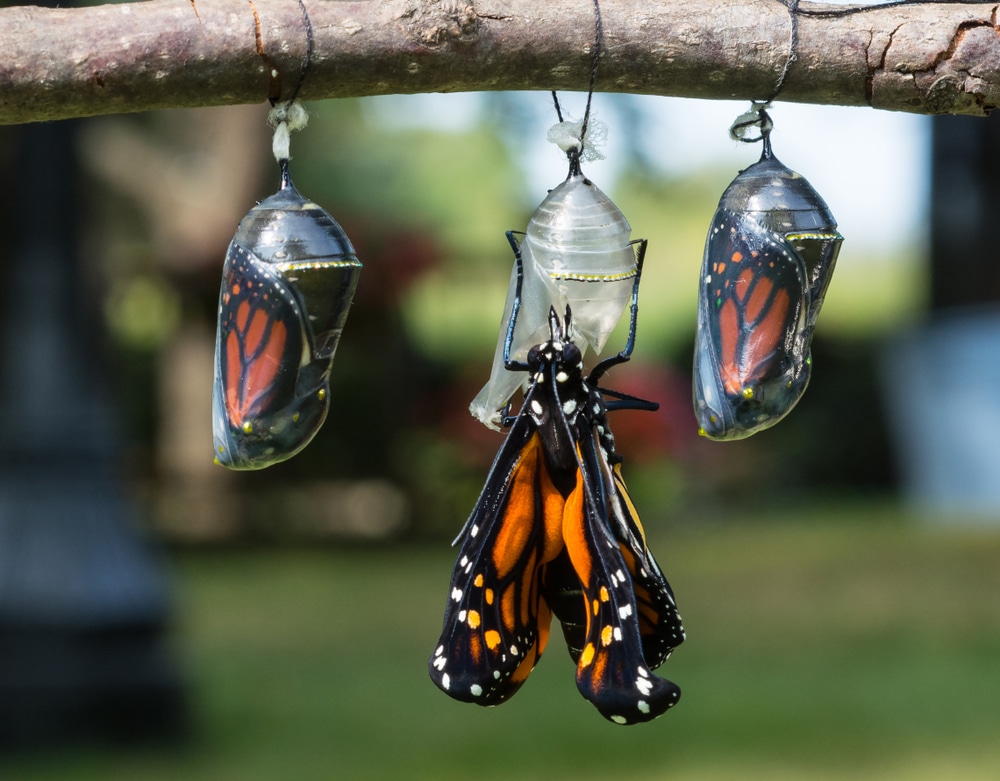 A butterfly hatching
