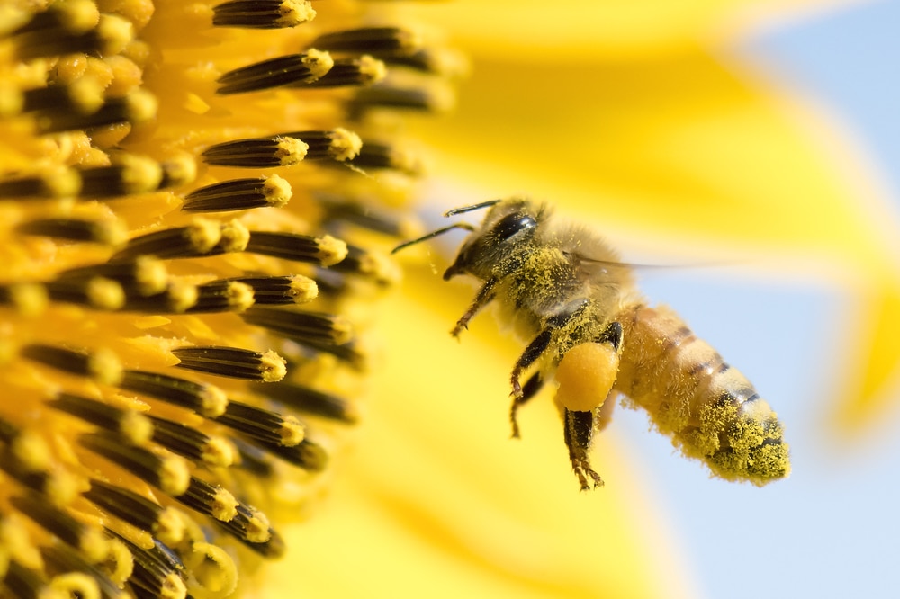 Bee sucking nectar from a plant