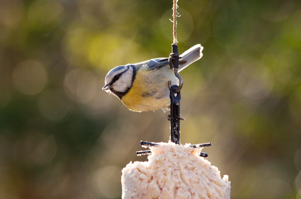 A Eurasian blue tit feeding on a fat cake