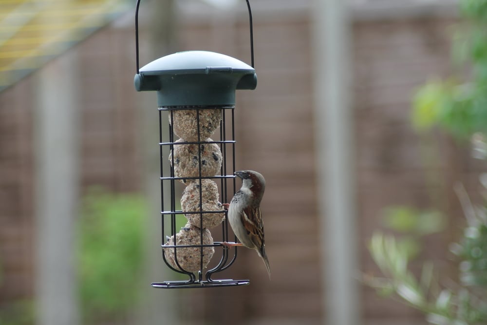 A bird sat on a feeder enjoying some fat balls
