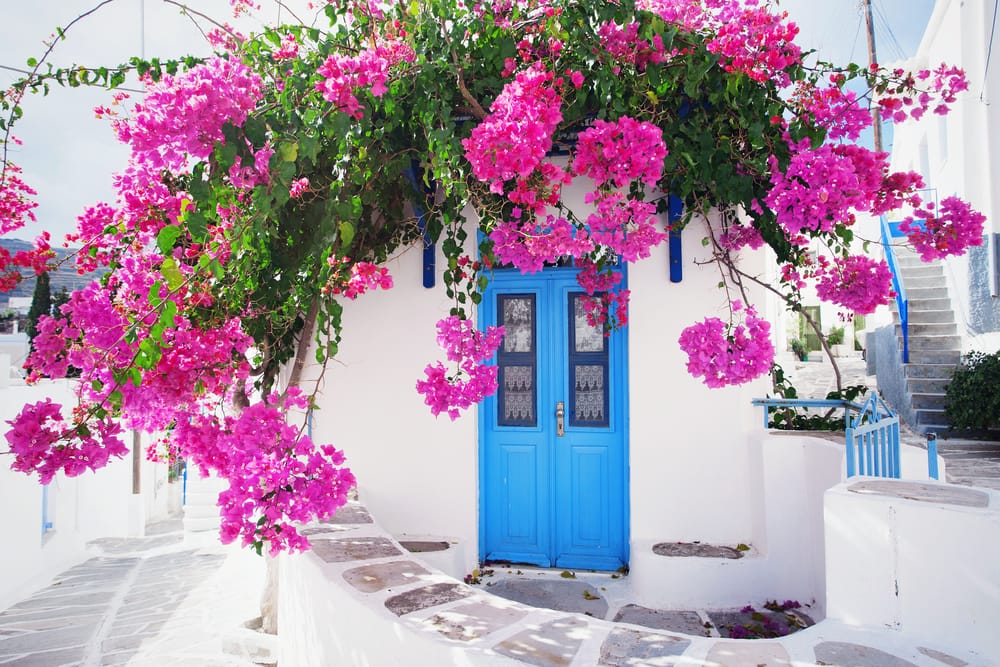 traditional greek home exterior with white walls and pink flowers