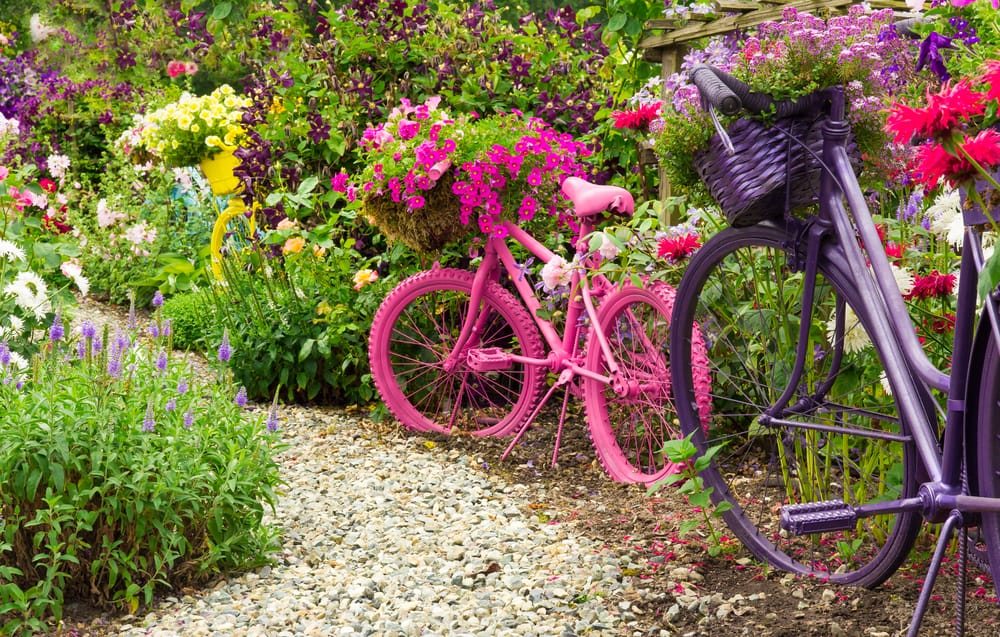 old bicycles painted pink and purple in a flourishing garden