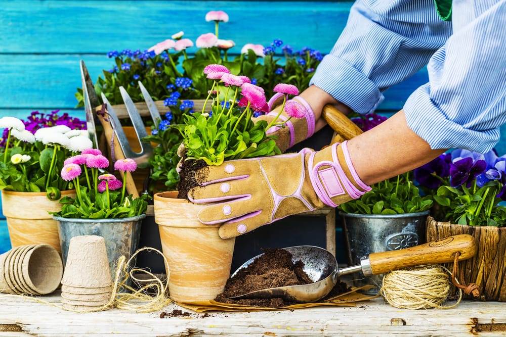 female gardener potting a plant