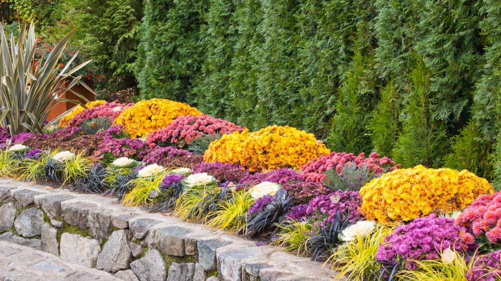 walled garden border with gold and pink flowers